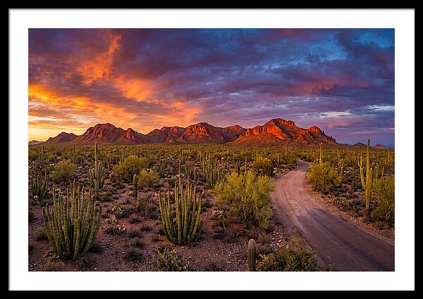 Sonoran Desert Serenity