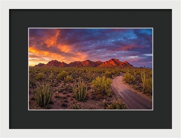 Sonoran Desert Serenity