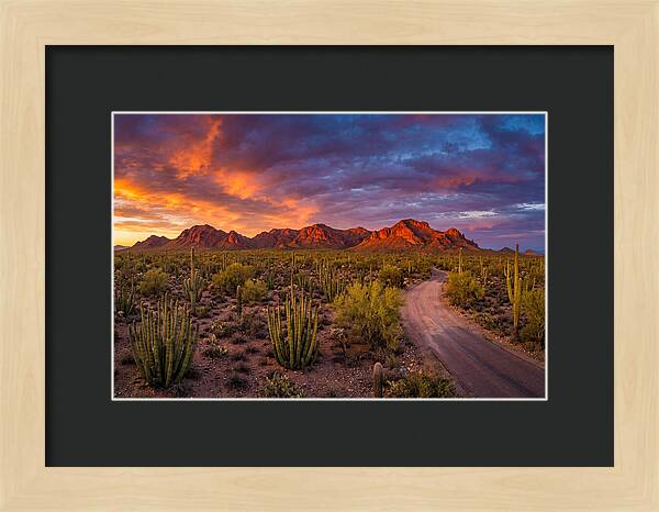 Sonoran Desert Serenity