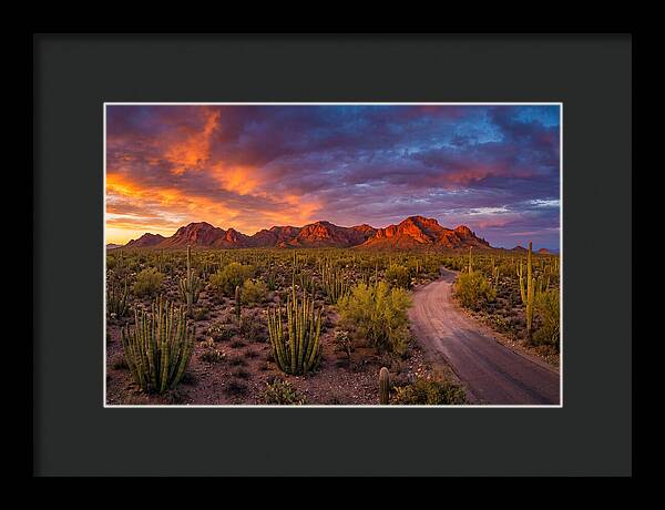 Sonoran Desert Serenity