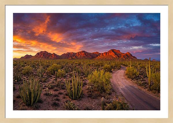 Sonoran Desert Serenity