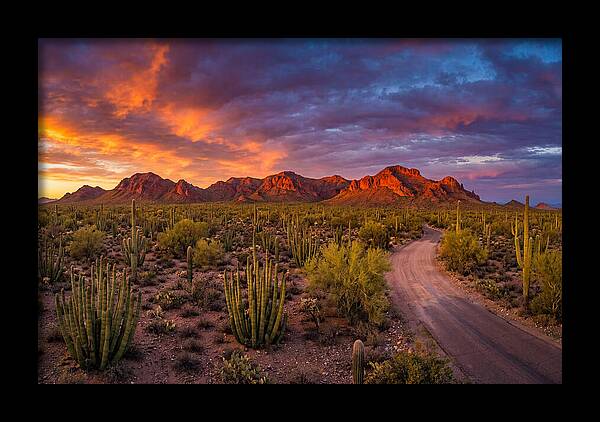 Sonoran Desert Serenity