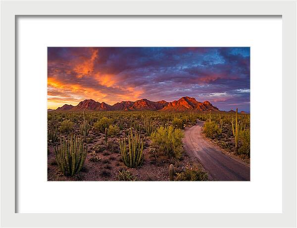 Sonoran Desert Serenity