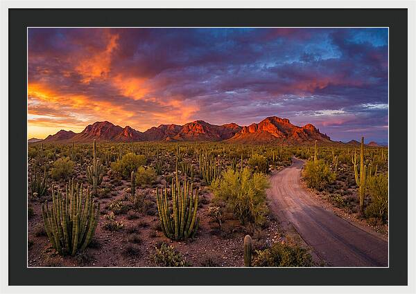Sonoran Desert Serenity