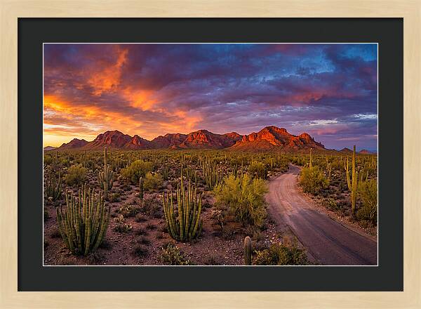 Sonoran Desert Serenity