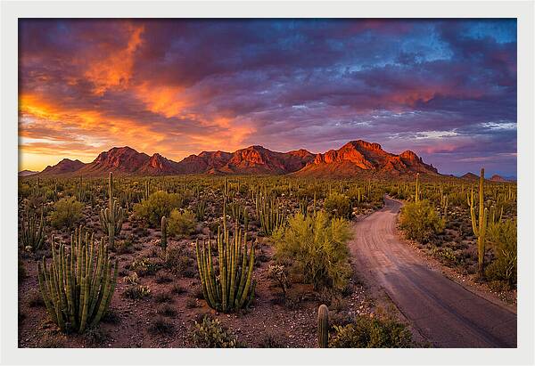 Sonoran Desert Serenity