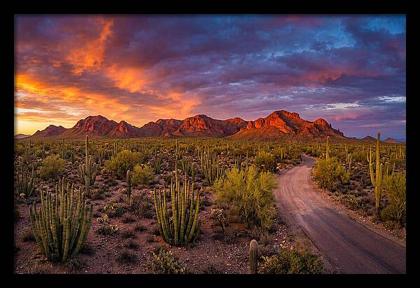 Sonoran Desert Serenity