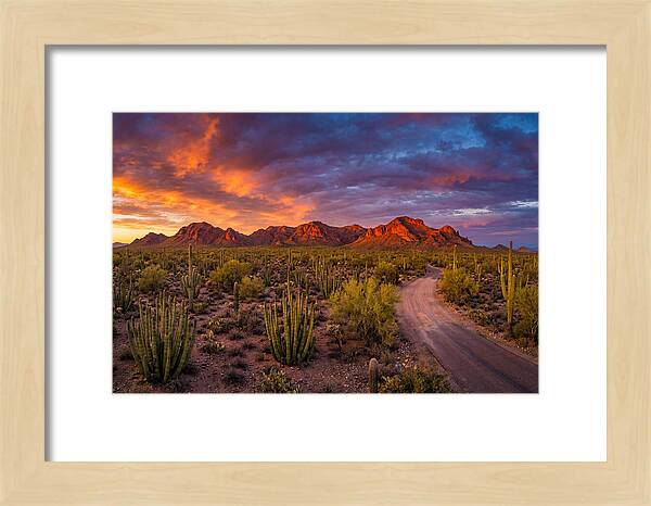 Sonoran Desert Serenity