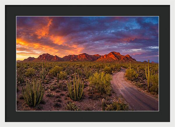 Sonoran Desert Serenity