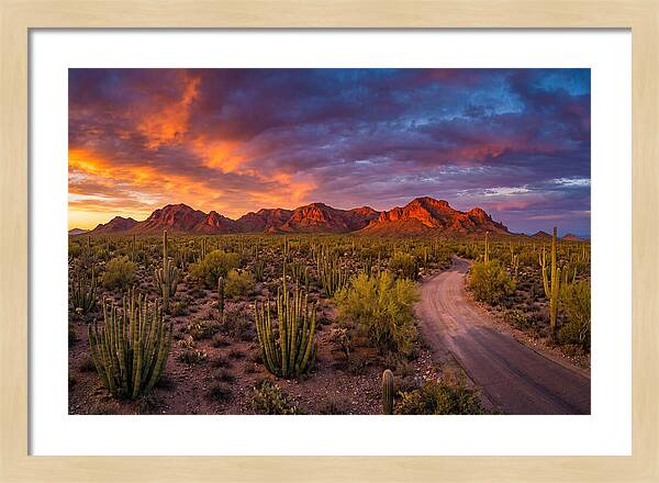 Sonoran Desert Serenity