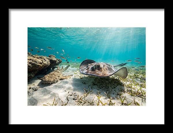 Southern Stingray In Clear Waters
