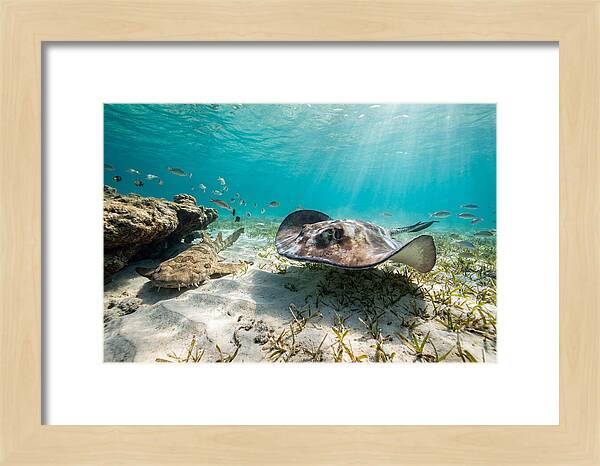 Southern Stingray In Clear Waters