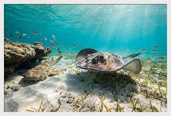 Southern Stingray In Clear Waters