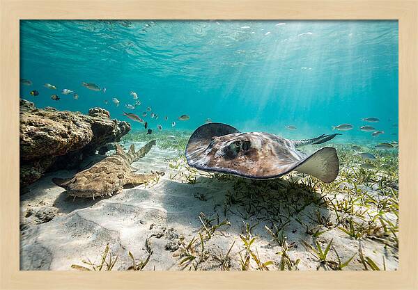 Southern Stingray In Clear Waters