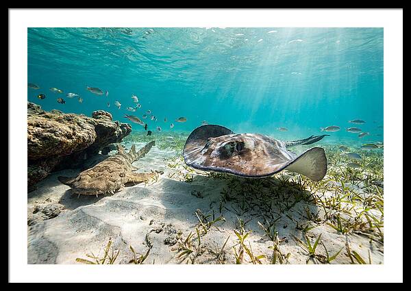 Southern Stingray In Clear Waters