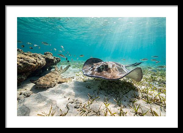 Southern Stingray In Clear Waters