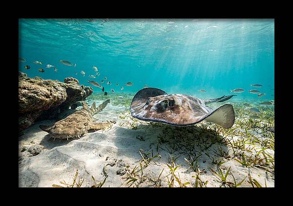 Southern Stingray In Clear Waters