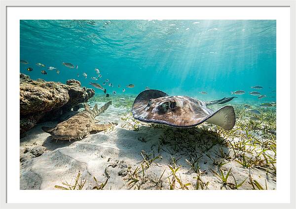 Southern Stingray In Clear Waters