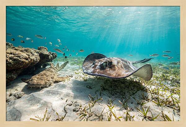 Southern Stingray In Clear Waters