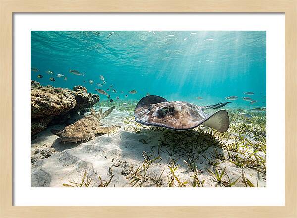 Southern Stingray In Clear Waters