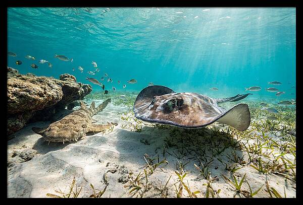 Southern Stingray In Clear Waters