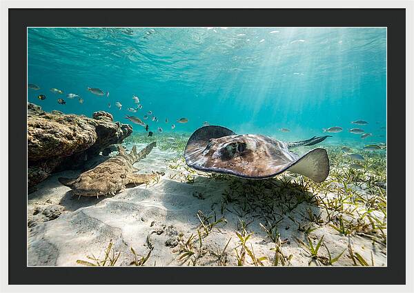 Southern Stingray In Clear Waters