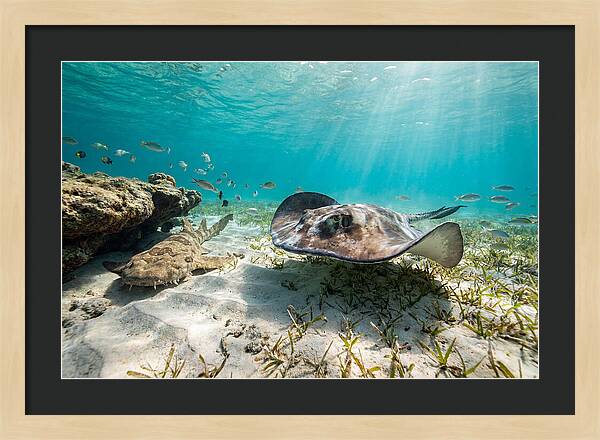 Southern Stingray In Clear Waters