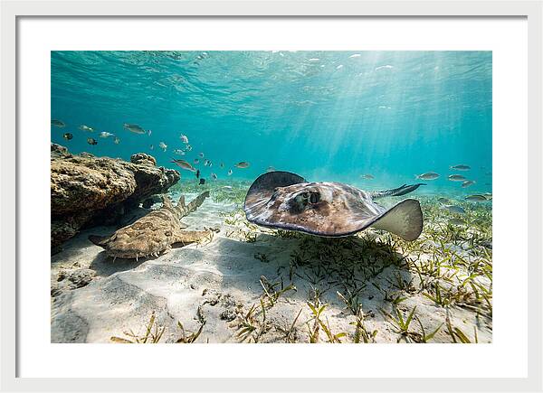 Southern Stingray In Clear Waters