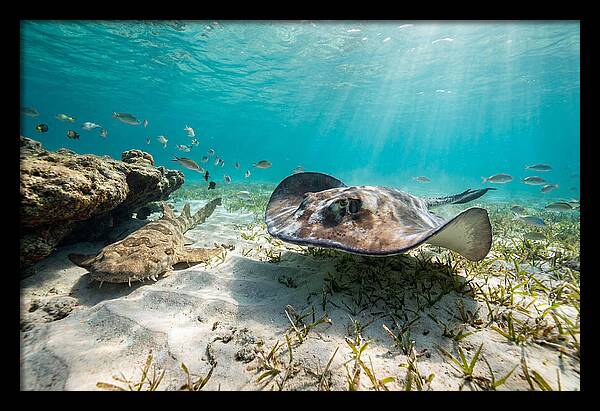 Southern Stingray In Clear Waters