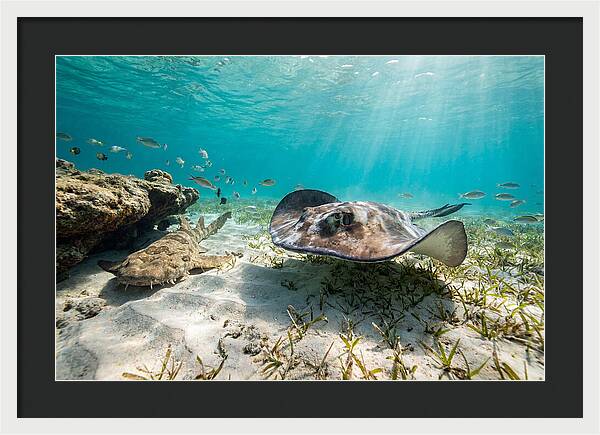 Southern Stingray In Clear Waters
