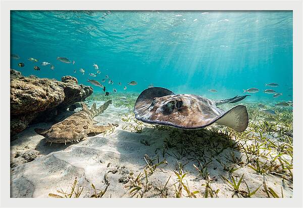 Southern Stingray In Clear Waters