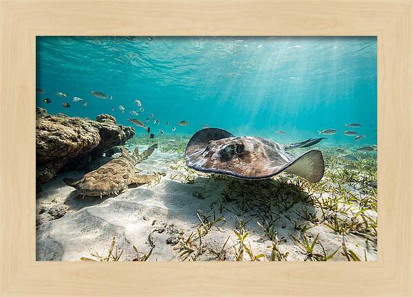 Southern Stingray In Clear Waters