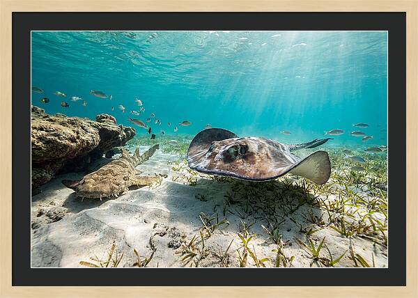 Southern Stingray In Clear Waters