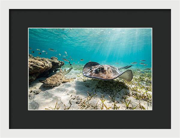 Southern Stingray In Clear Waters