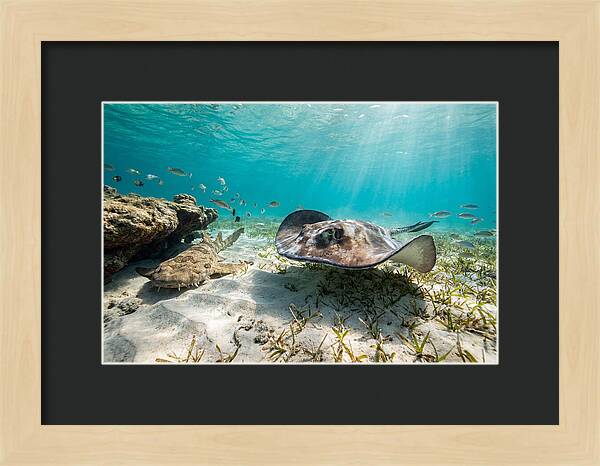 Southern Stingray In Clear Waters