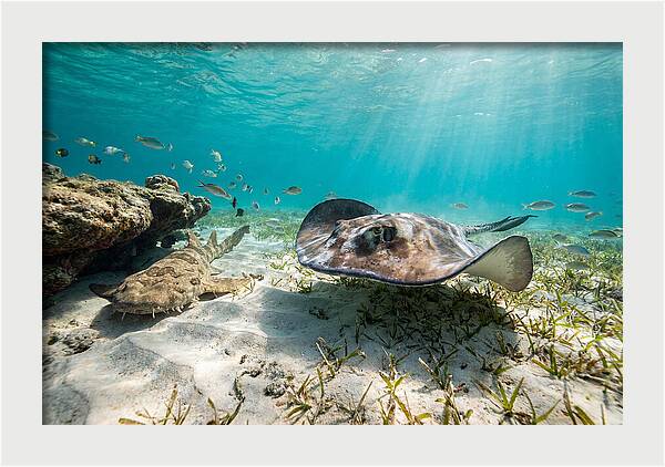 Southern Stingray In Clear Waters