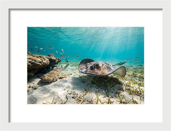 Southern Stingray In Clear Waters
