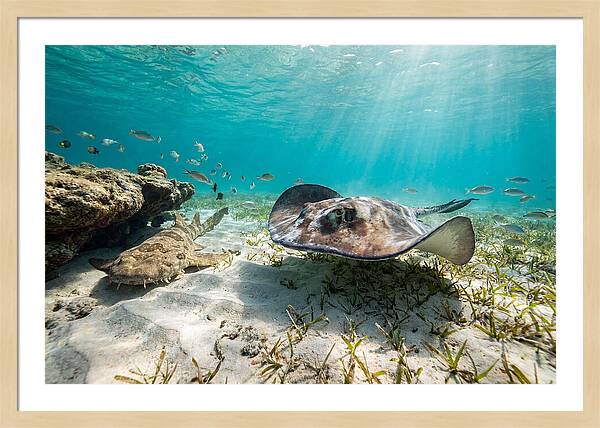Southern Stingray In Clear Waters