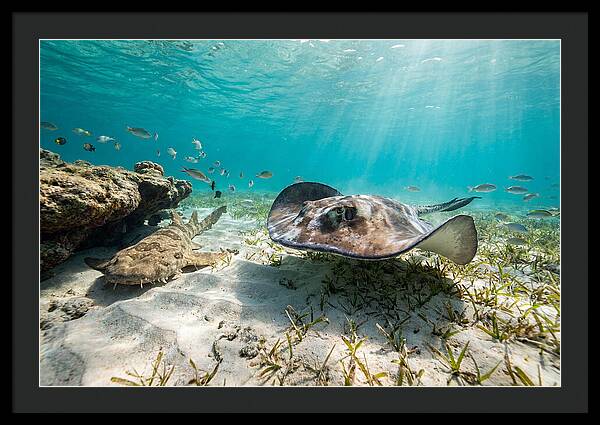 Southern Stingray In Clear Waters