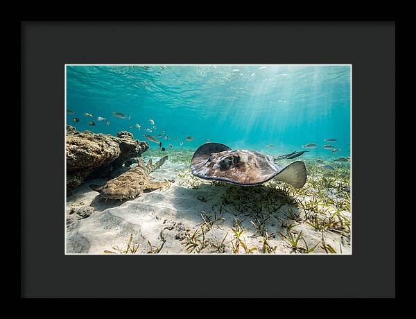Southern Stingray In Clear Waters