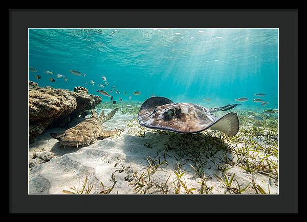 Southern Stingray In Clear Waters