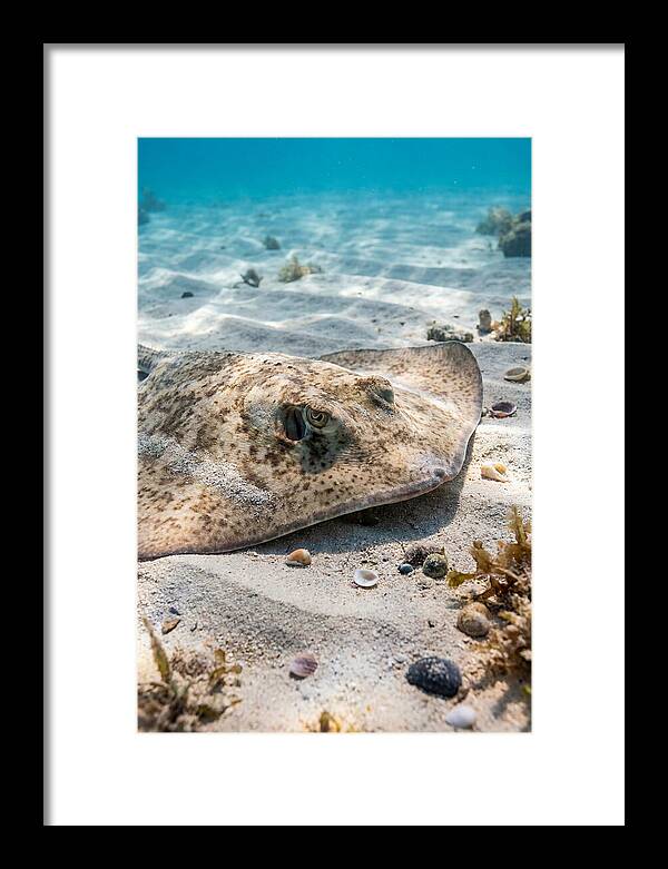 Southern Stingray On Sandy Bottom
