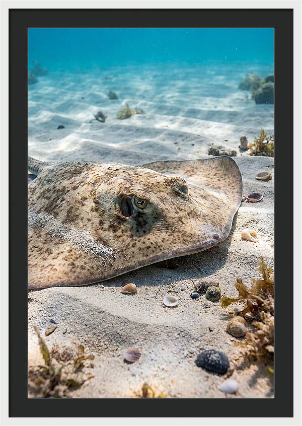 Southern Stingray On Sandy Bottom
