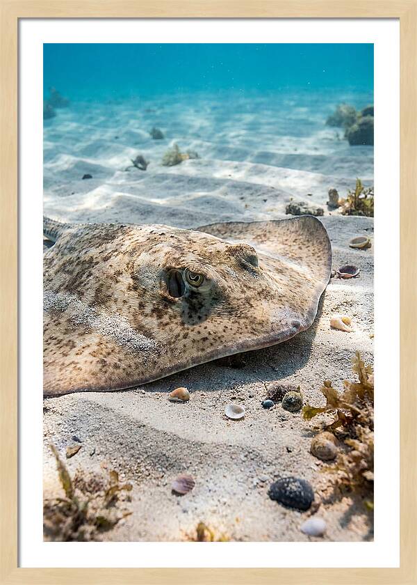 Southern Stingray On Sandy Bottom