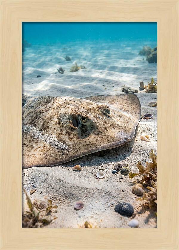 Southern Stingray On Sandy Bottom