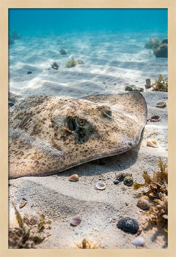 Southern Stingray On Sandy Bottom