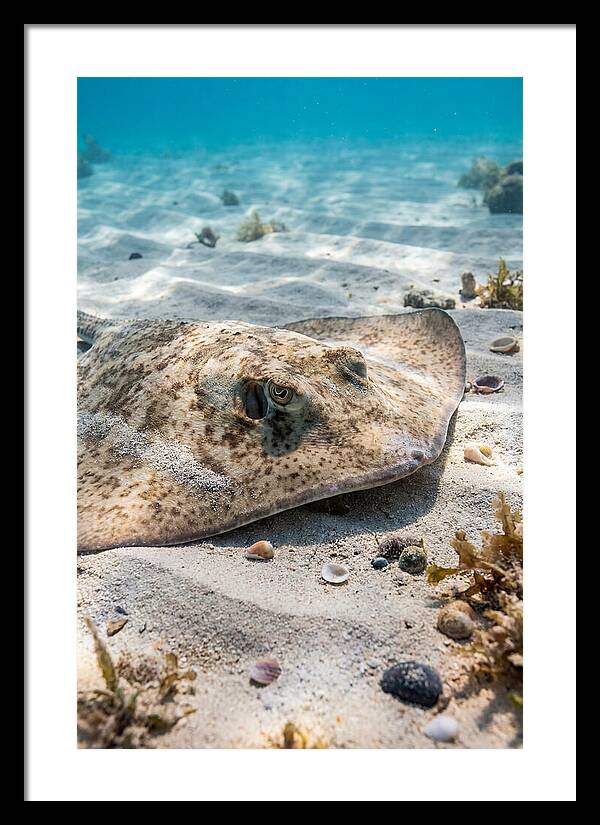 Southern Stingray On Sandy Bottom