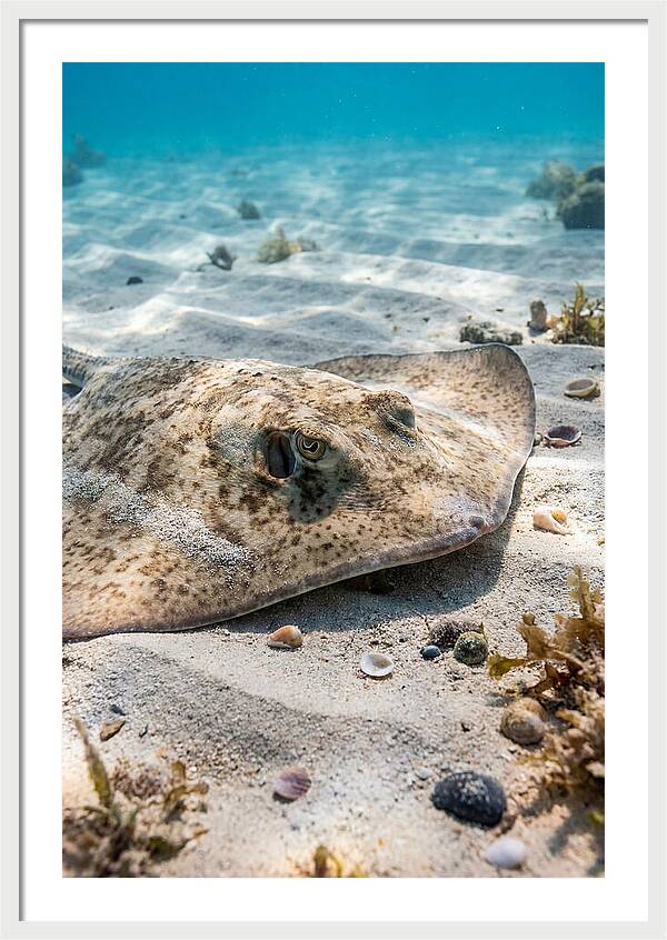 Southern Stingray On Sandy Bottom