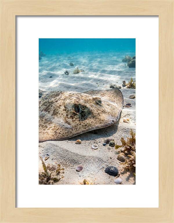 Southern Stingray On Sandy Bottom