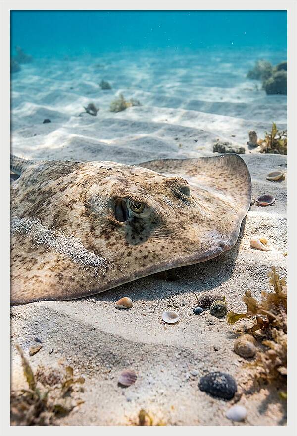 Southern Stingray On Sandy Bottom